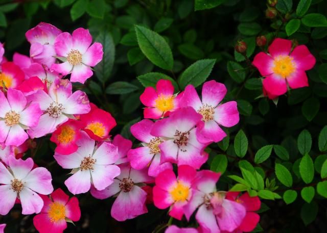 小輪房咲きの薔薇