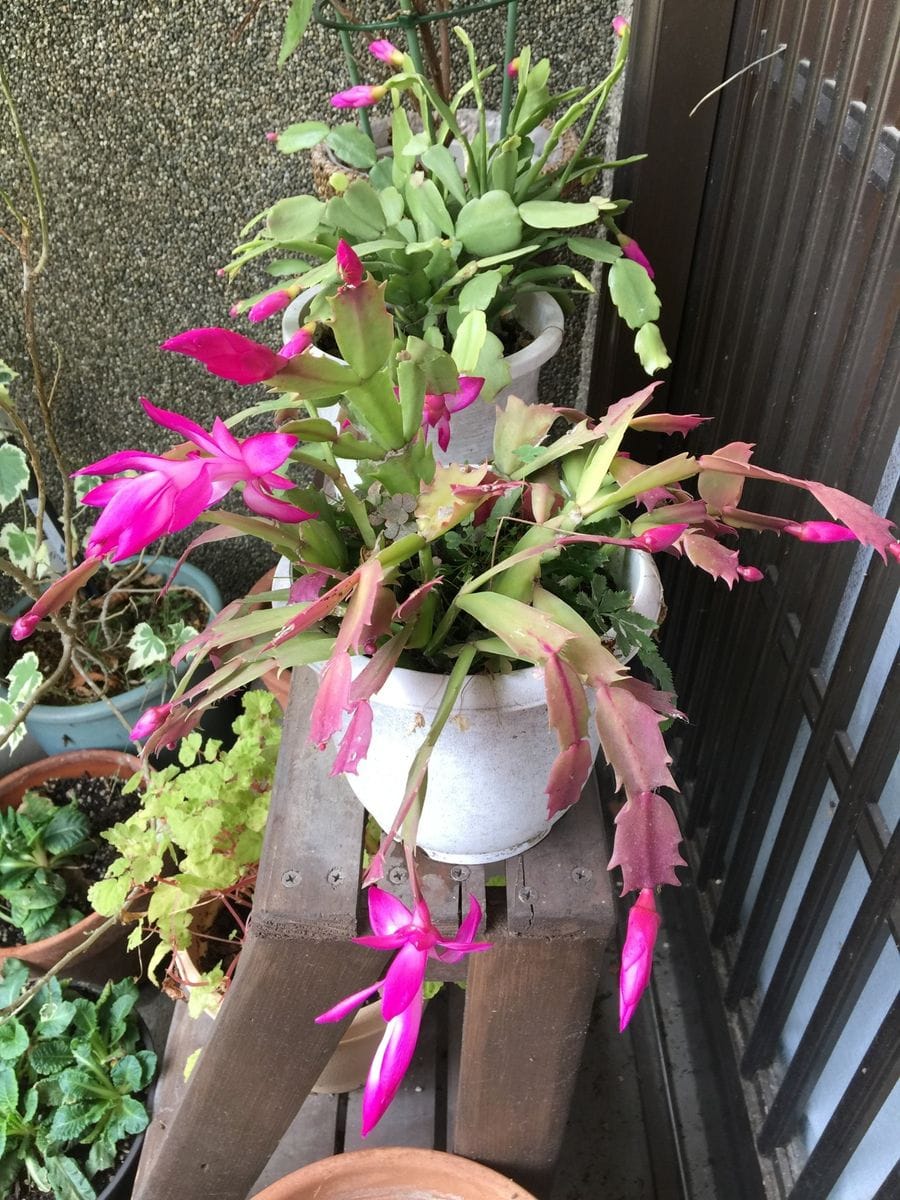 今日の花