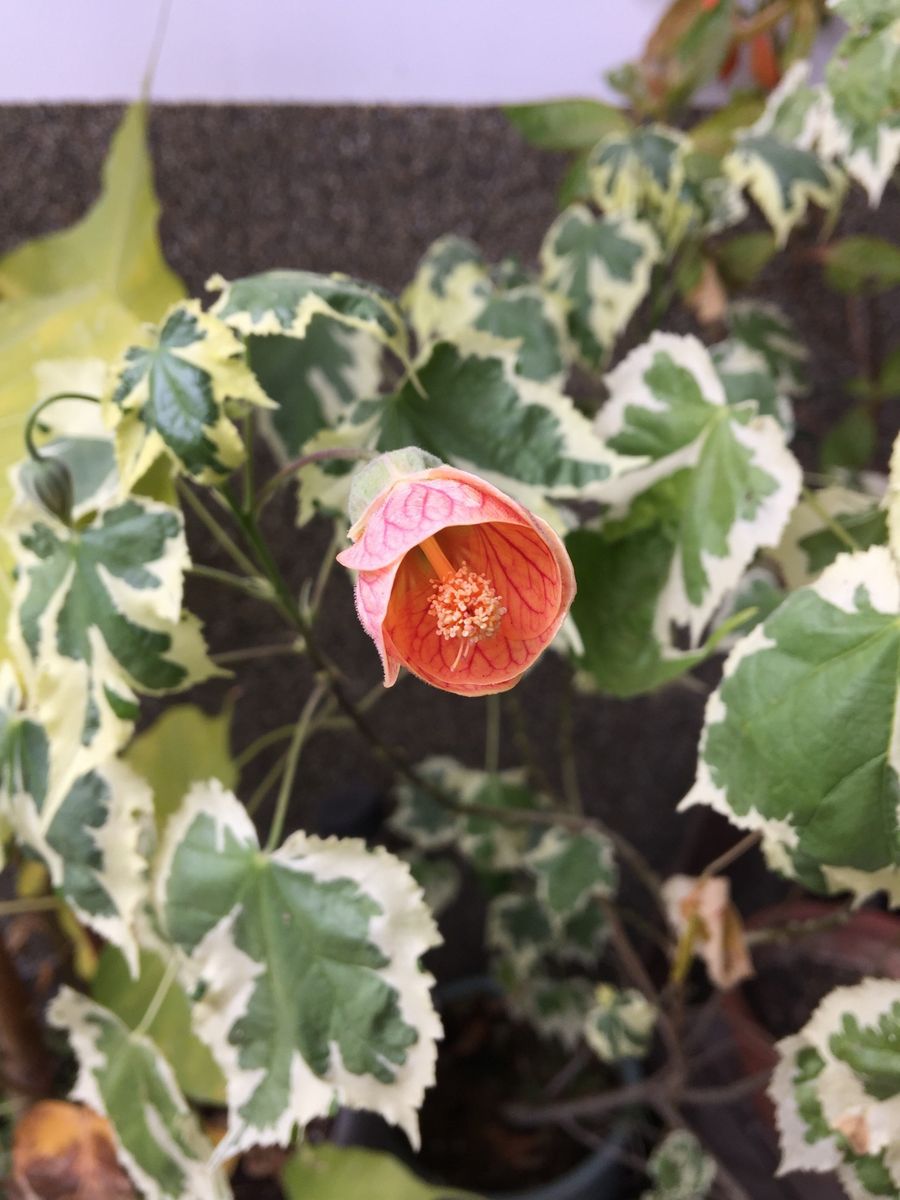 今日の花