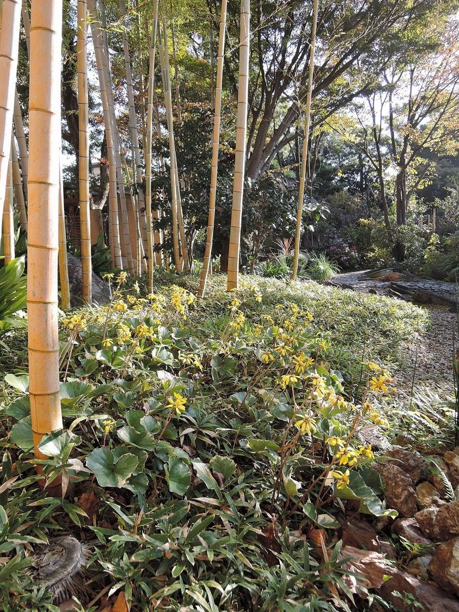 ツワブキの花