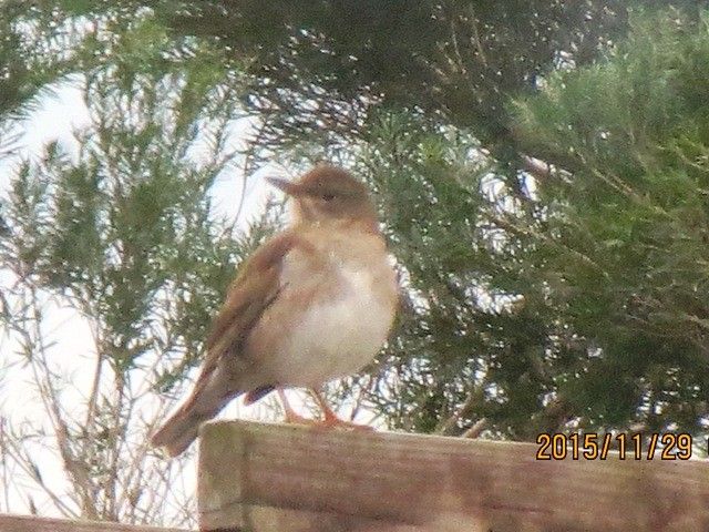 鳥撮れた