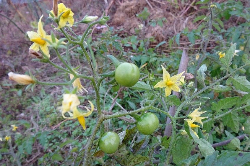 さすが産直？（虫の話あり）