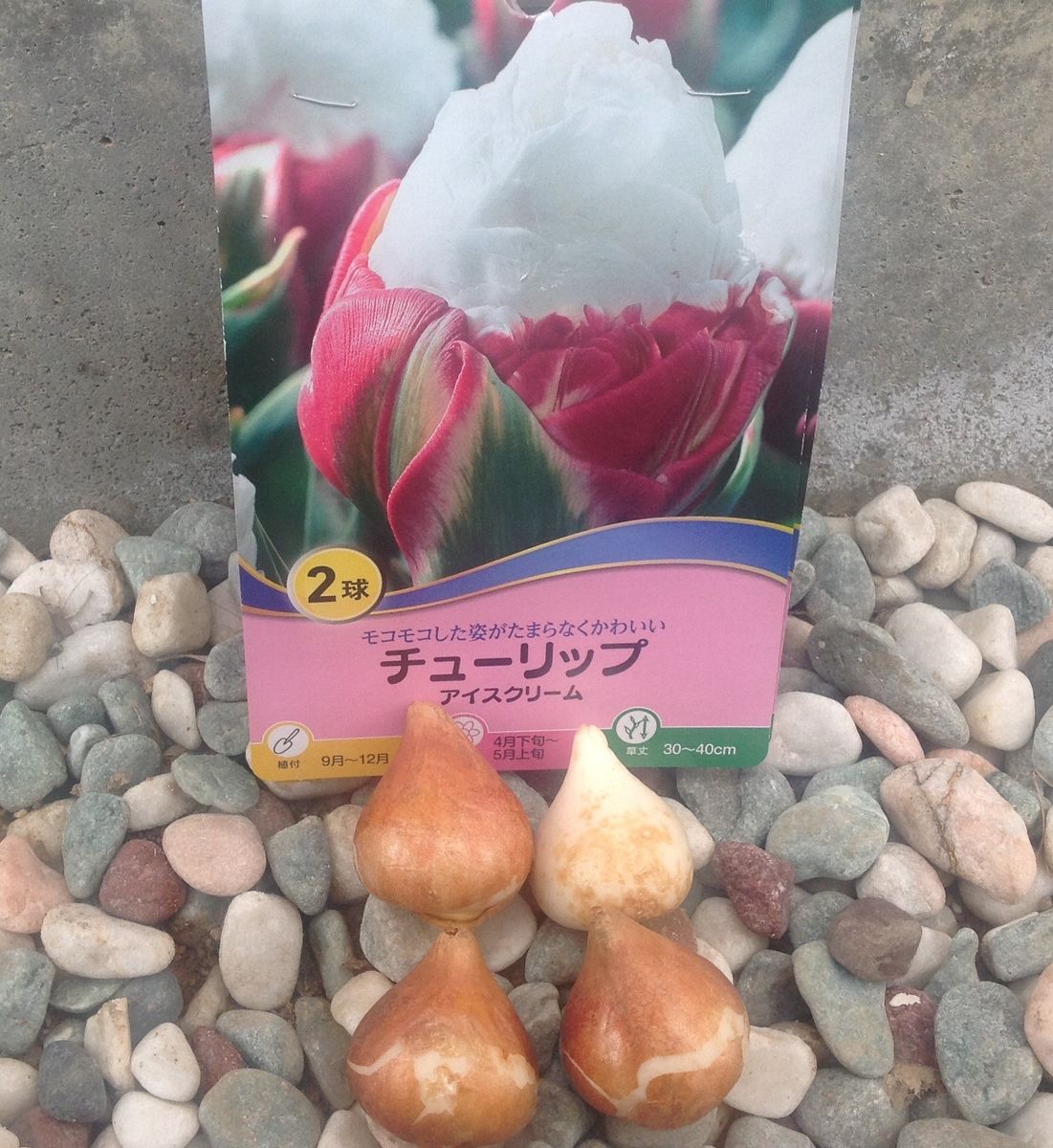 お買い物…チューリップとユリそして江戸菊！