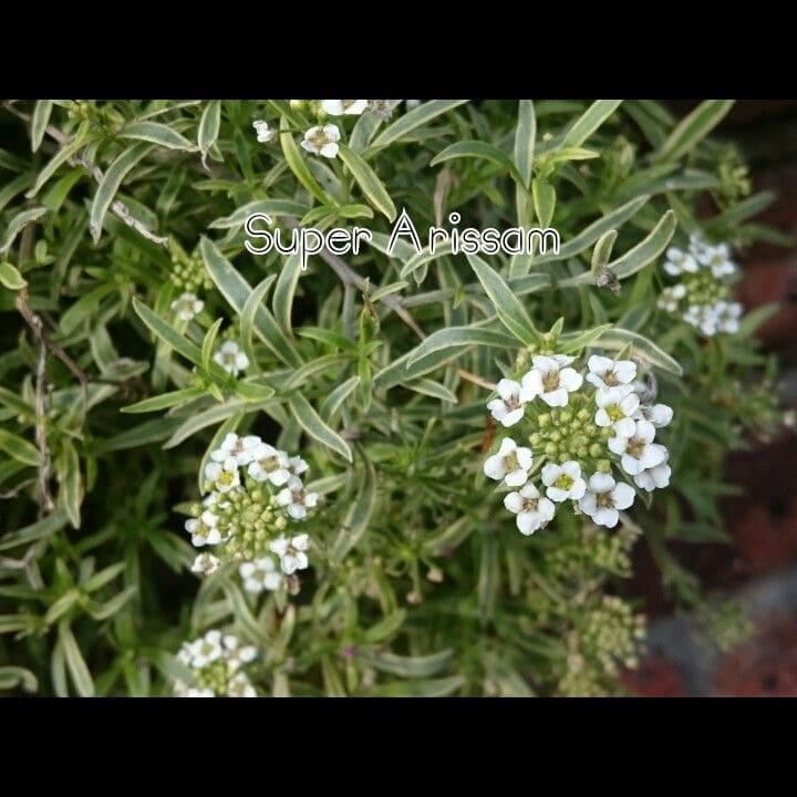 お庭の草花たち