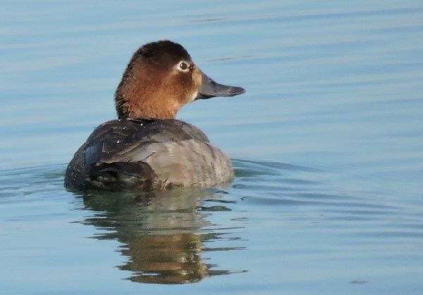 教えて野鳥の名前？