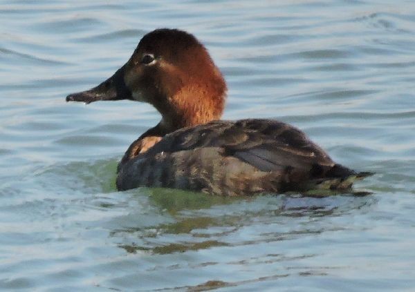 教えて野鳥の名前？