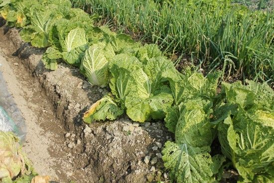 晩生の白菜に霜よけ