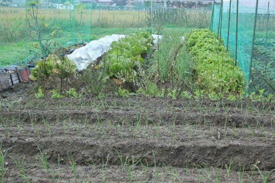 晩生の白菜に霜よけ