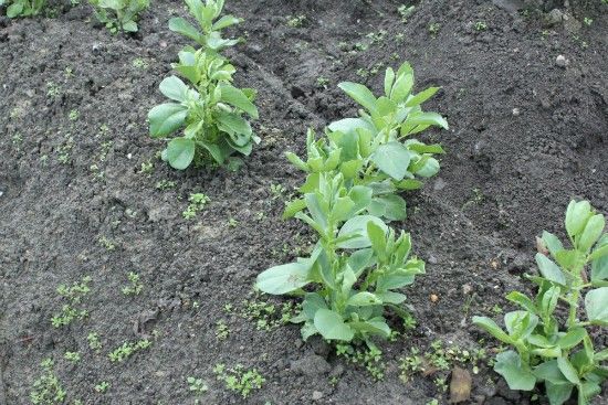 晩生の白菜に霜よけ