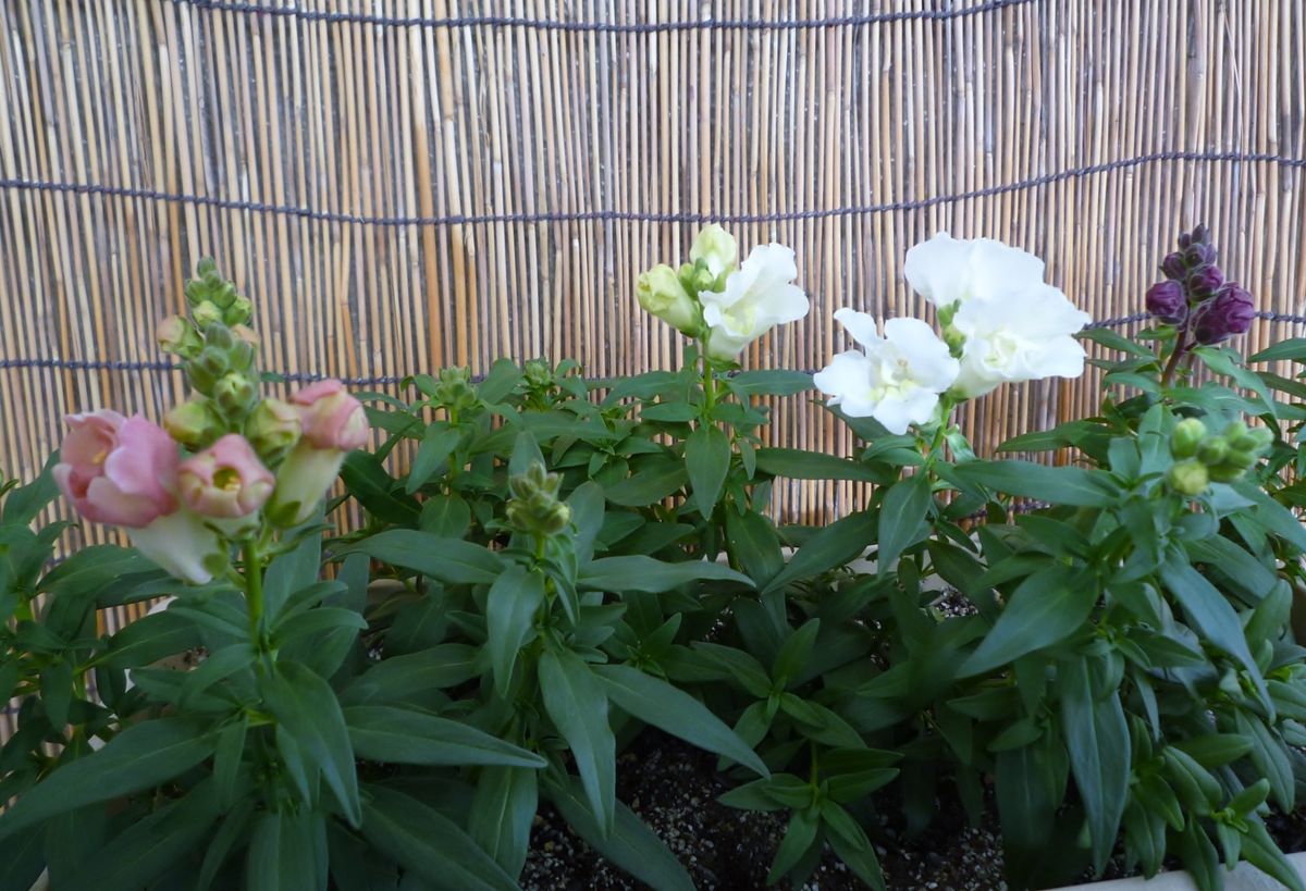 金魚草の開花