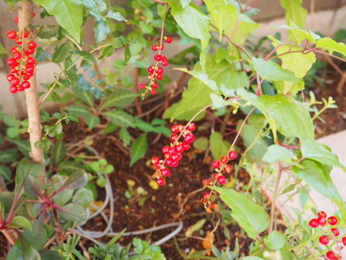 いったい何個の球根を 植えたんだろう