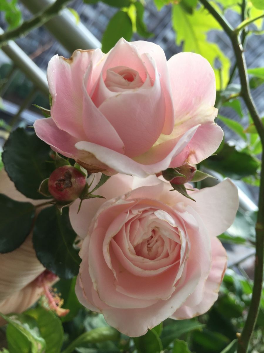 １２月の薔薇