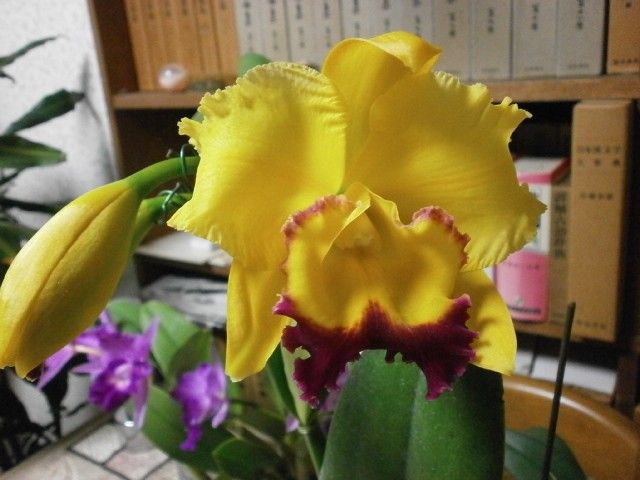 Rlc.ChｙongGuu　Chaffinh'Ta-hsin'