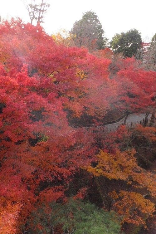 トミーと行く花散歩のお知らせ！