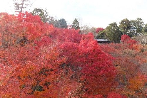 トミーと行く花散歩のお知らせ！