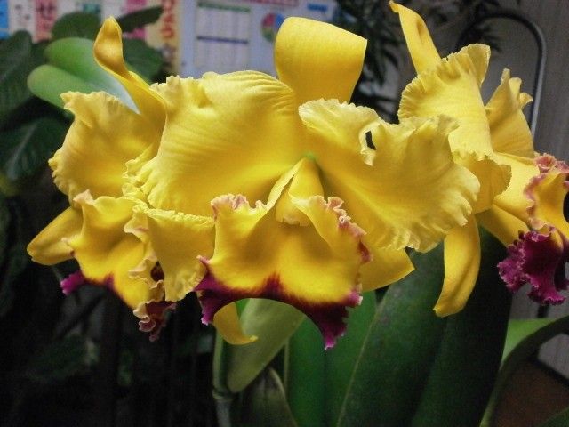 Rlc.ChyongGuu　Chaffinh'Ta-hsin'