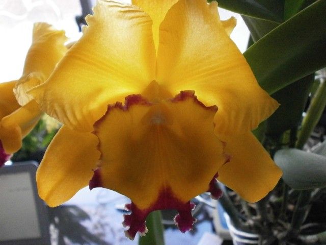 Rlc.ChyongGuu　Chaffinh'Ta-hsin'