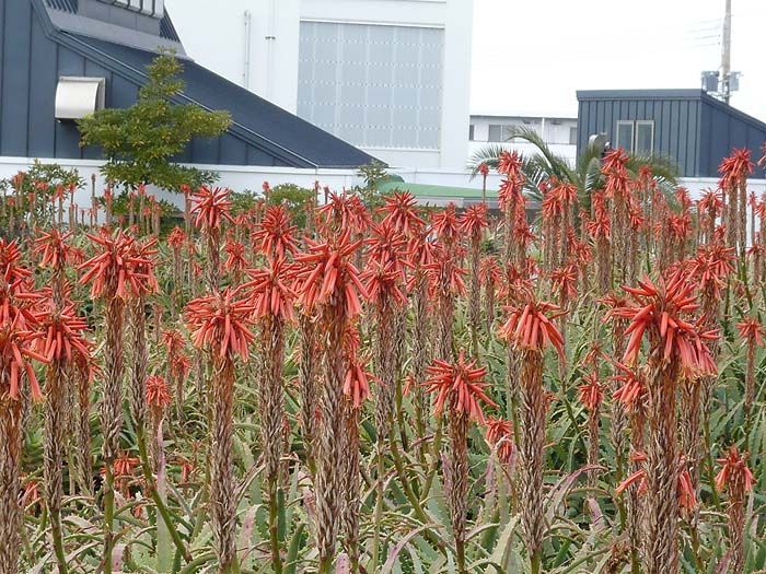 凄い数のアロエの花です。