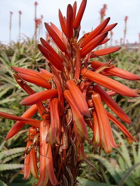 凄い数のアロエの花です。