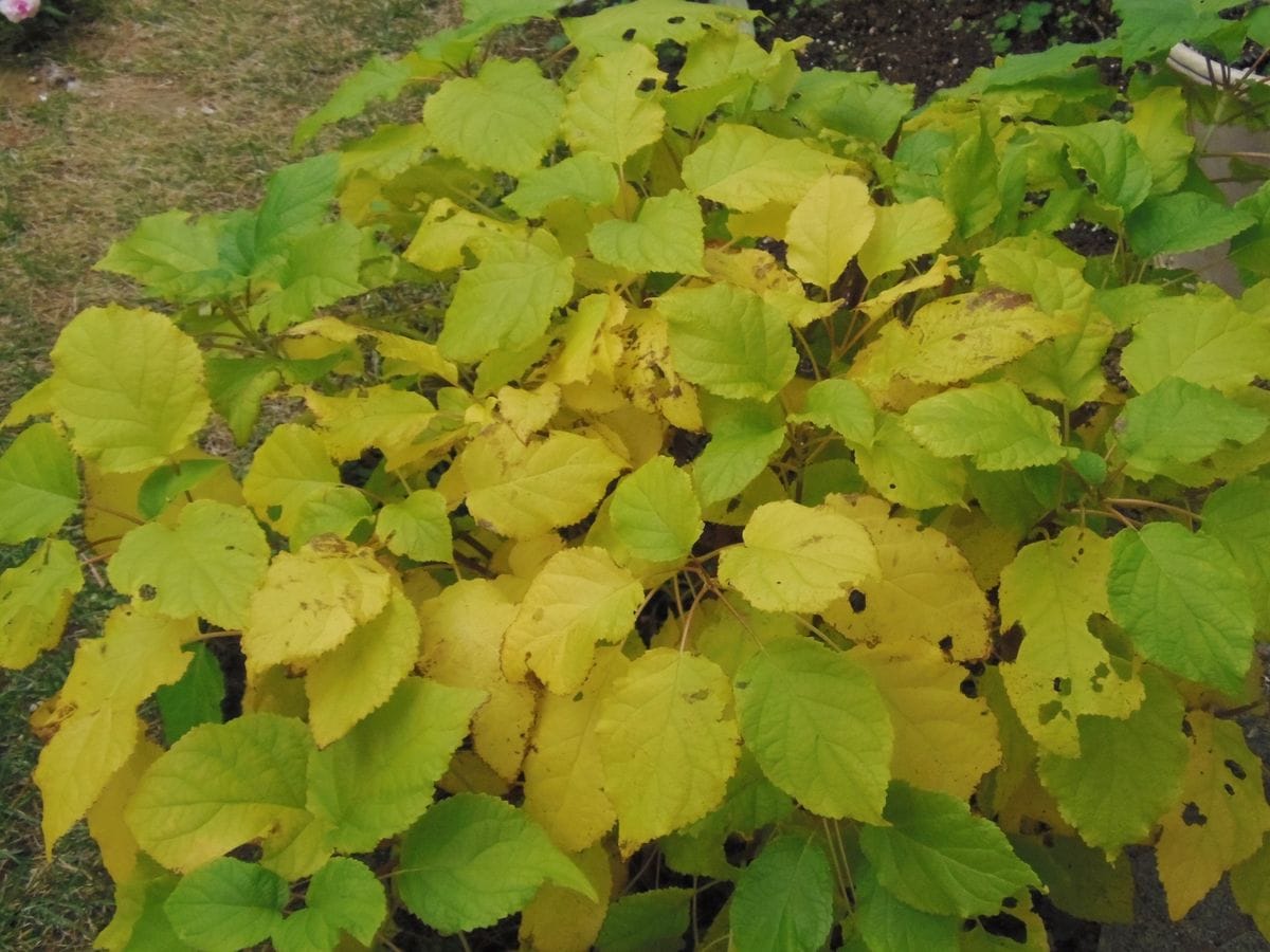 アナベルの紅葉