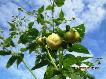 園芸が趣味だけど・・・