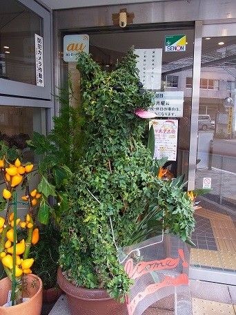 クローカ氏トピアリー　某フィットネスクラブ的な変貌を遂げる