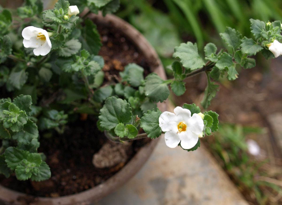 薔薇、シー・フォームの種まき