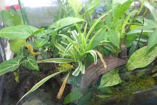 大阪動植物海洋専門学校で講義しておりました。