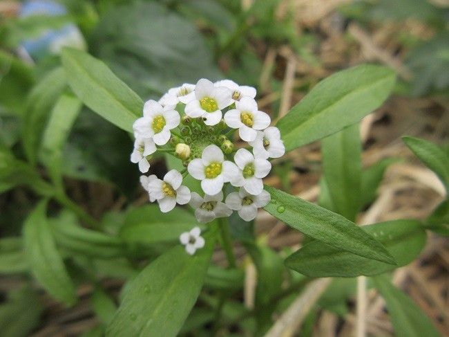 種まきビオラ　フルーナライトブルー開花