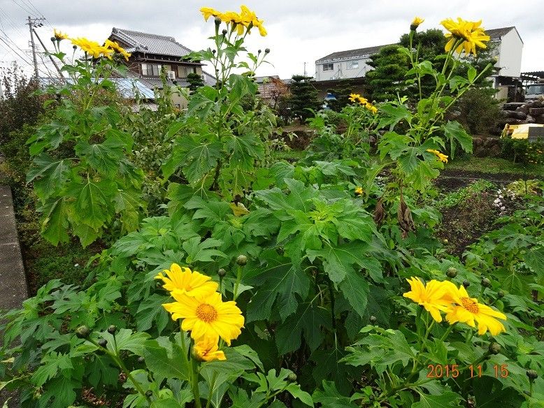 この花は何でしょう？