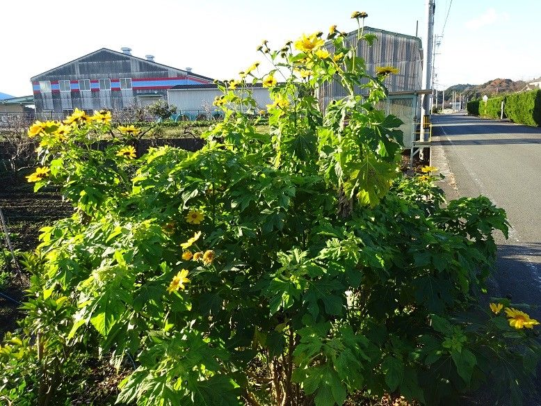 この花は何でしょう？