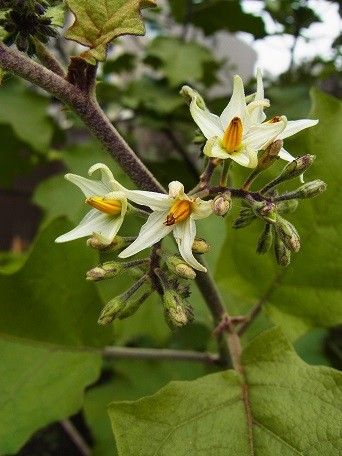 ナスは茄子でもおたんこなす