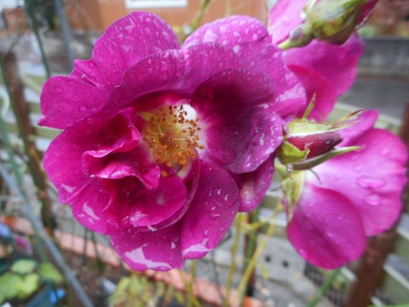 雨になりました。