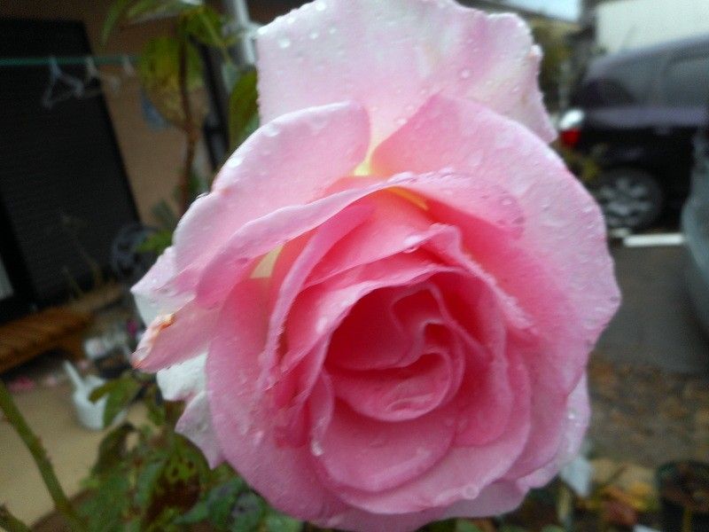 雨になりました。