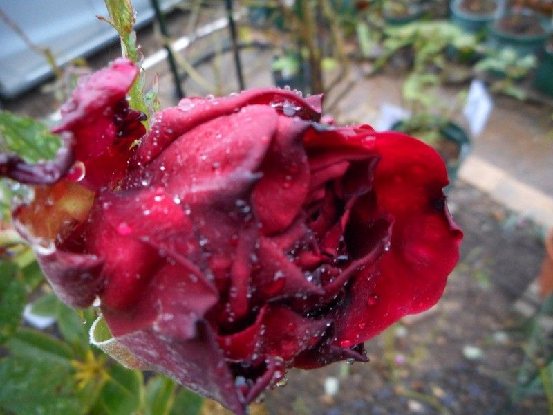 雨になりました。