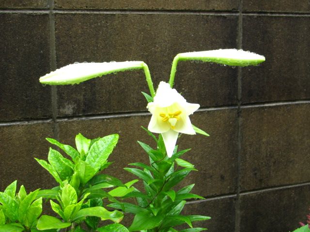 雨にも負けず