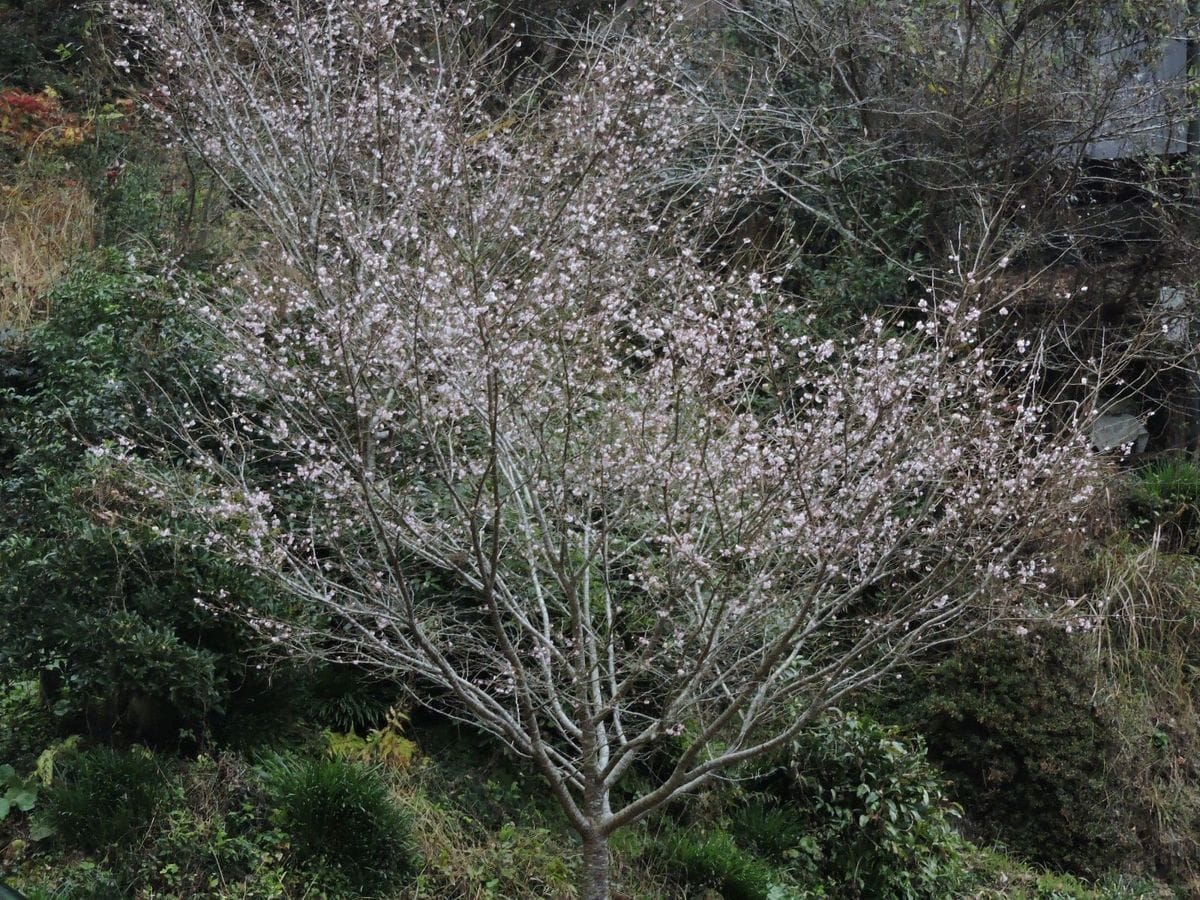 四季桜開花