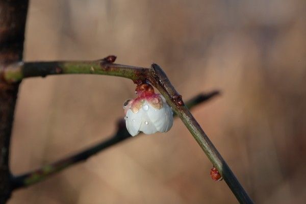 雨上がりの梅