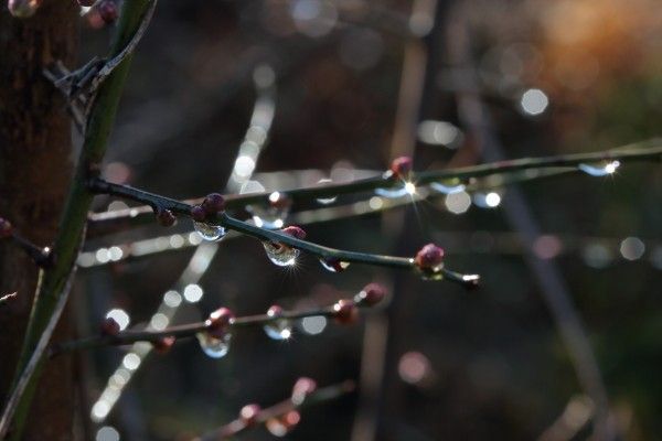 雨上がりの梅