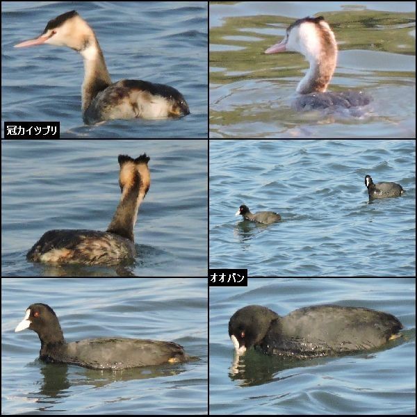 野鳥。ミサゴ、オオバン、カイツブリ・・・