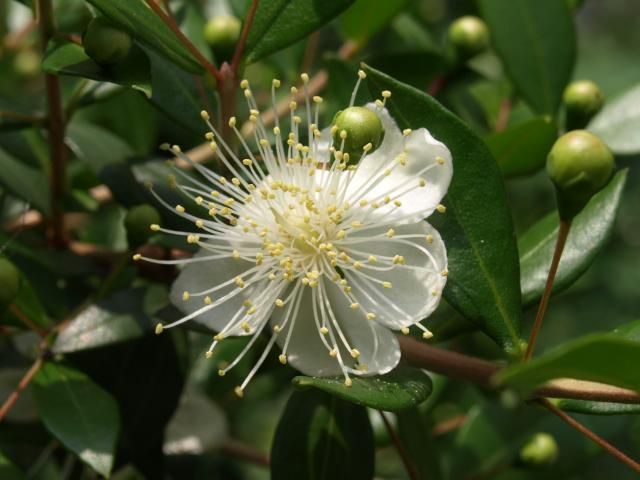 白いお花が咲き始めました