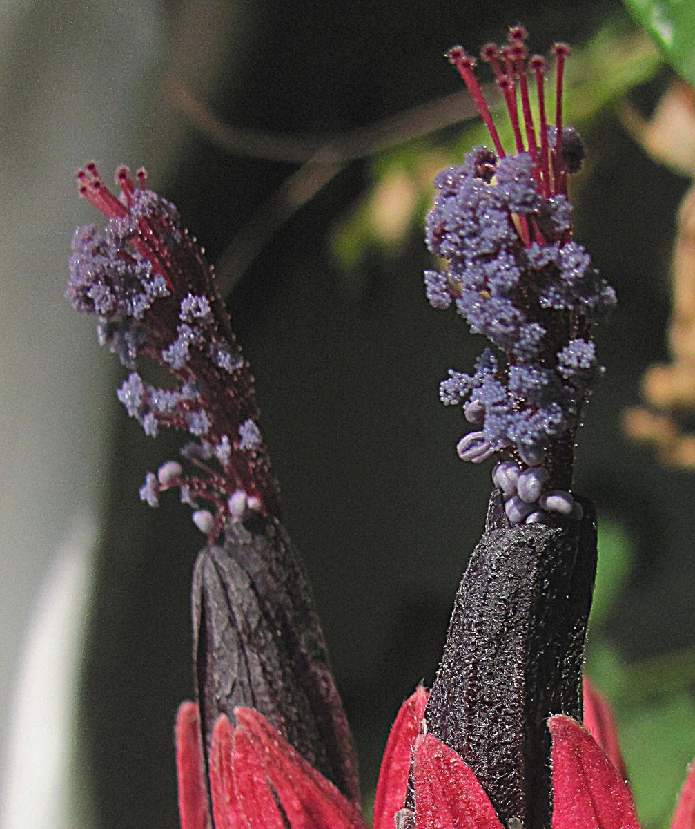 花もないので蕊だけ