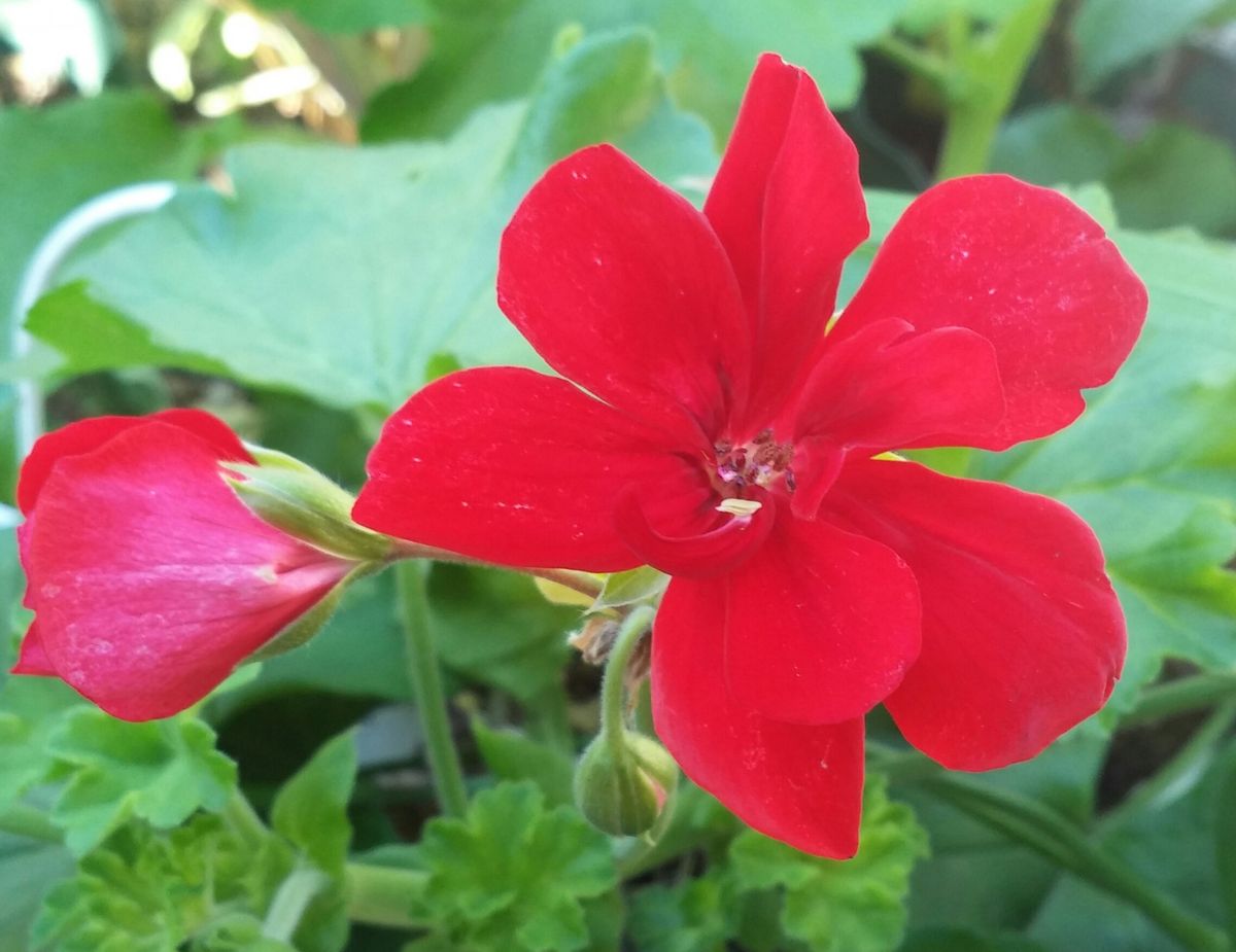 ほほえみ🌹と年末ショック💧