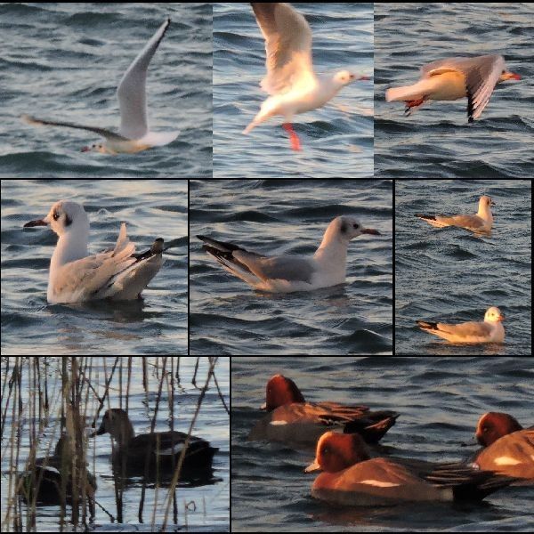 カモメの水兵さん。ウォーキングMS③324日目