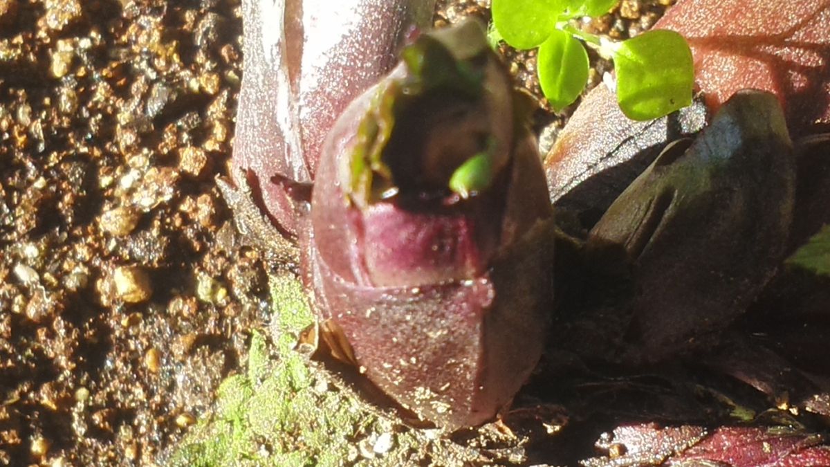 初花のチベタヌス交配2