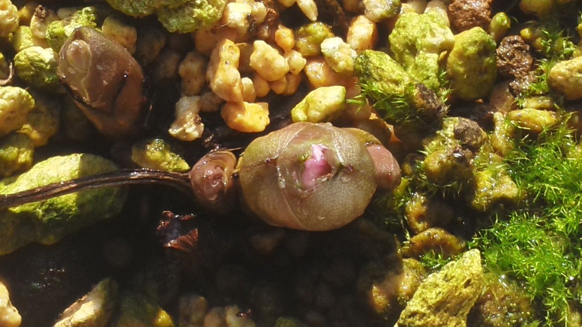 チベタヌスの花芽