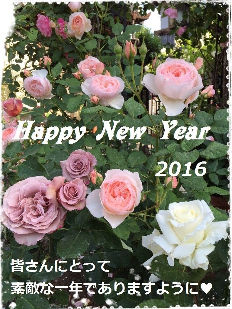 ２０１６年、始まりました＼(^o^)／