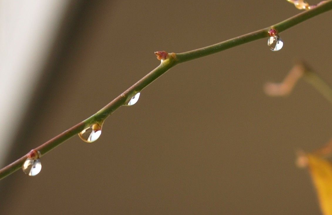 新年…/　露の撮り方・練習帳２