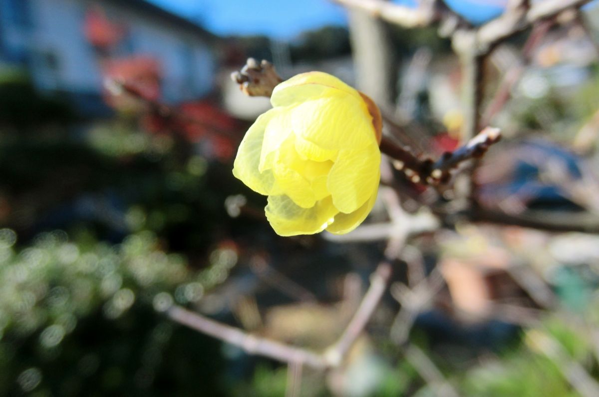 花も実も・・・・