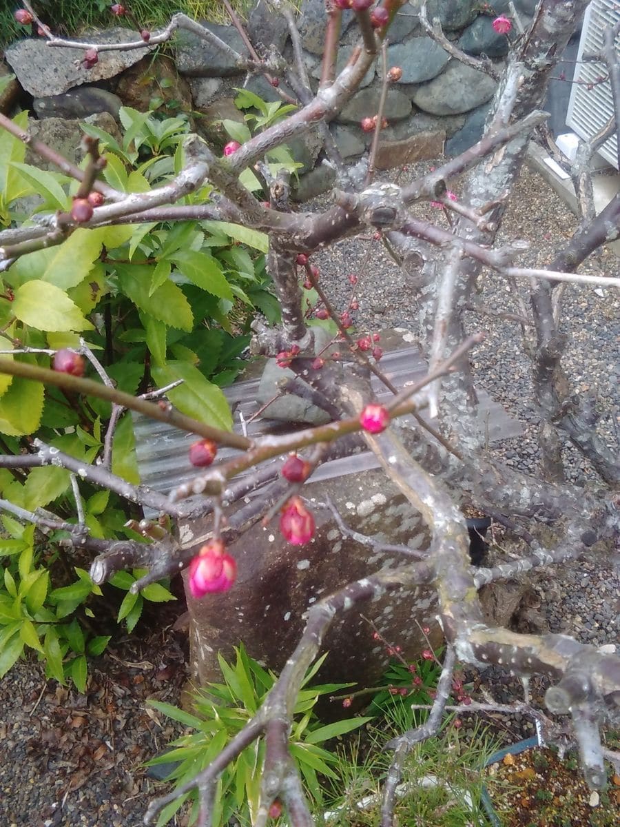 梅の花が咲きました。